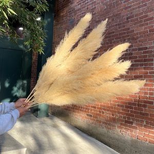 3 Beige Pampas Grass. 4 FT Dried Pampas Decor